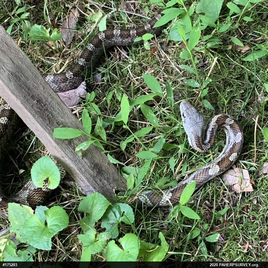 Eastern Ratsnake