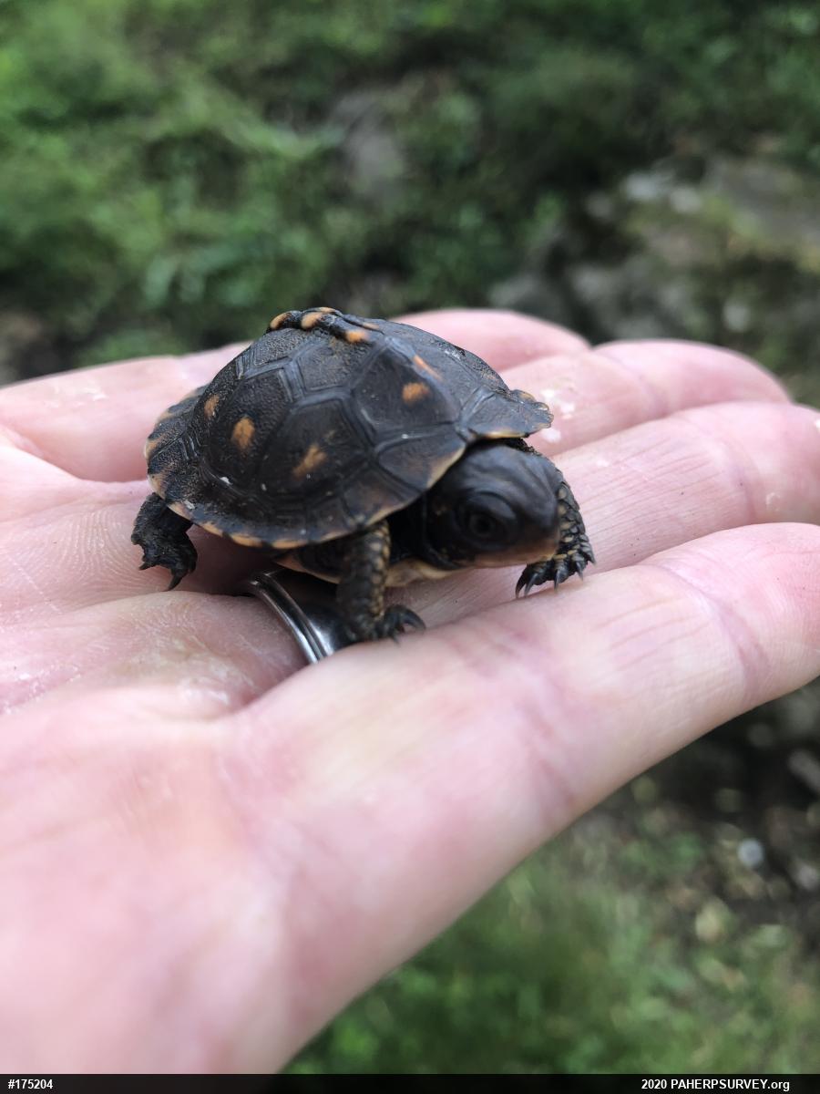 Eastern Box Turtle
