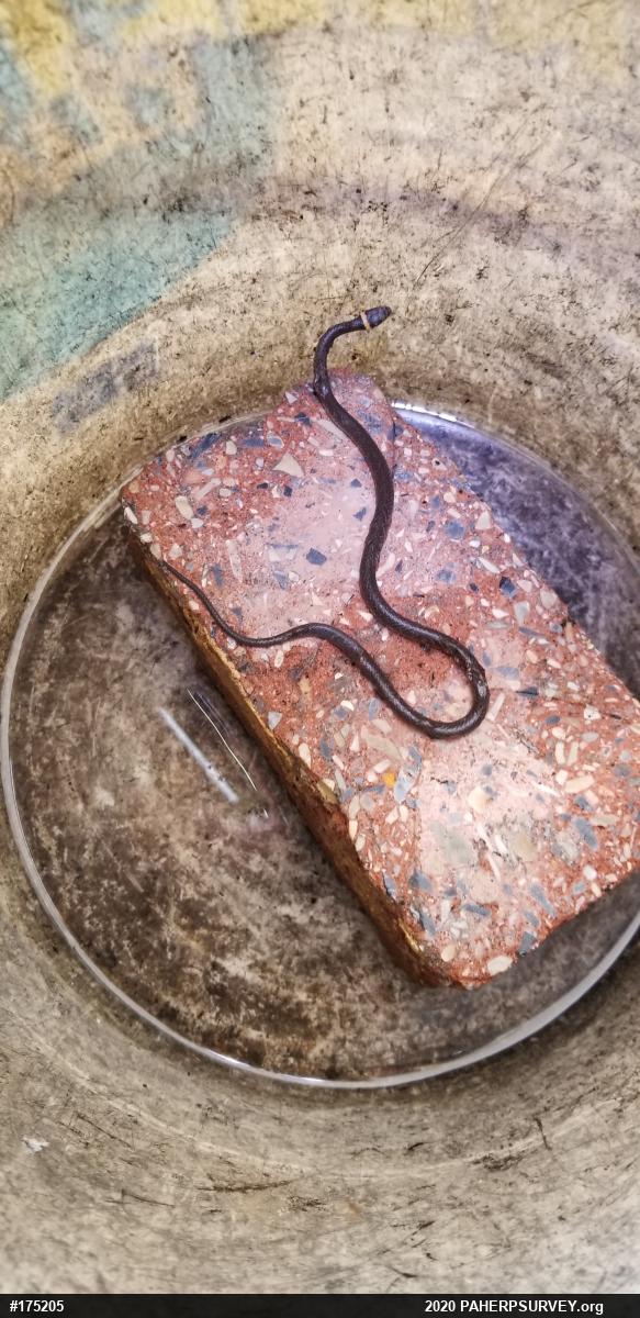 Northern Ring-necked Snake