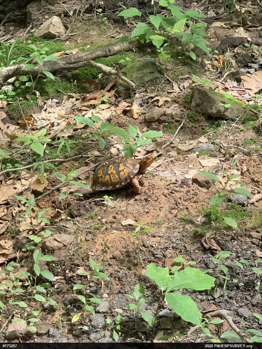 Eastern Box Turtle