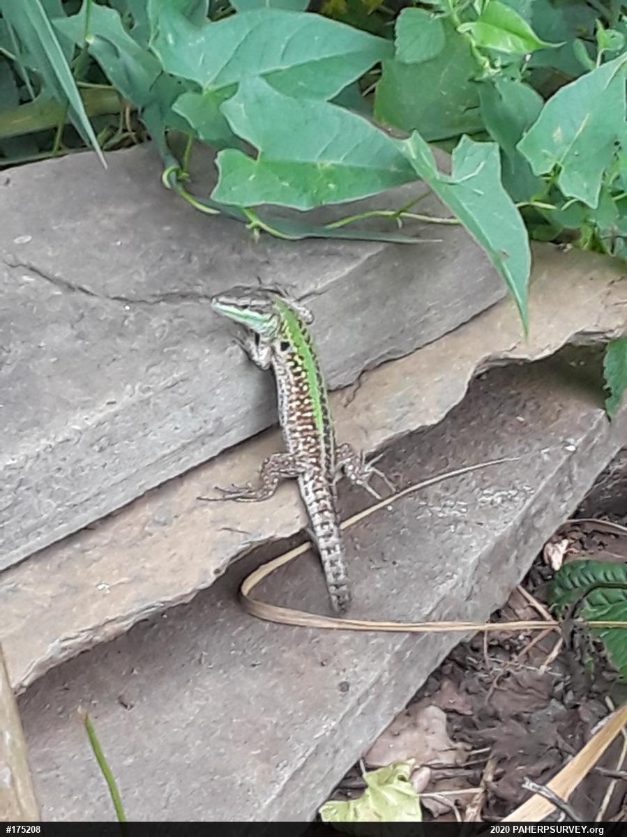 Italian Wall Lizard