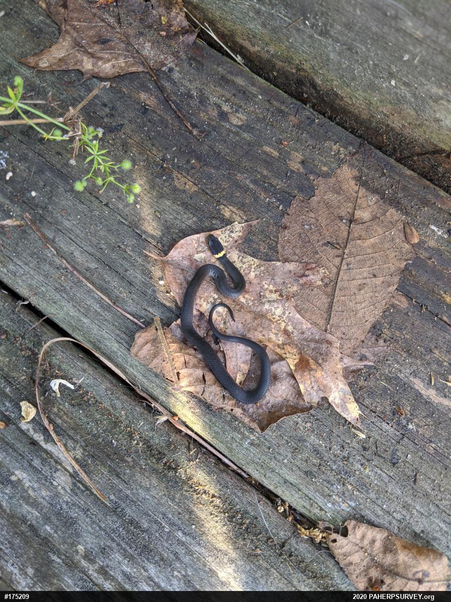 Northern Ring-necked Snake