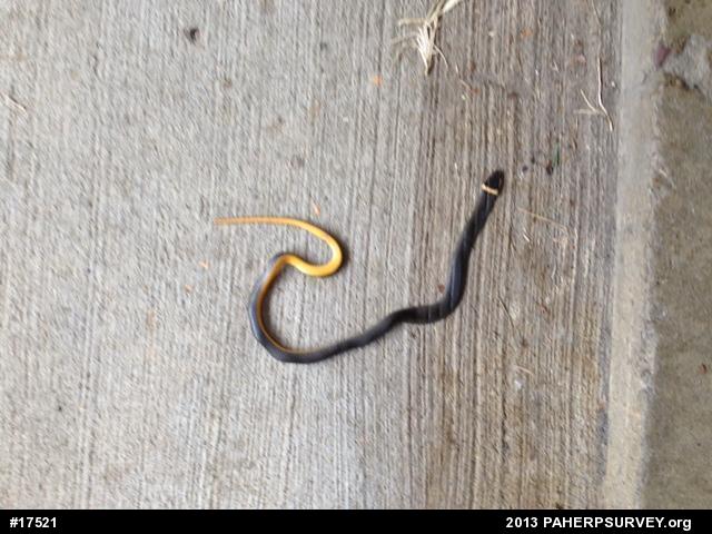 Northern Ring-necked Snake