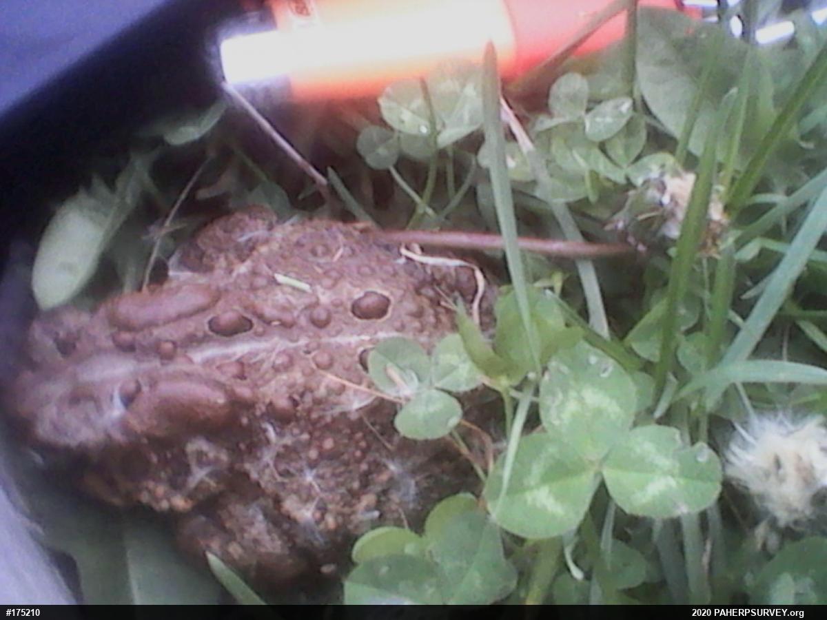 Eastern American Toad