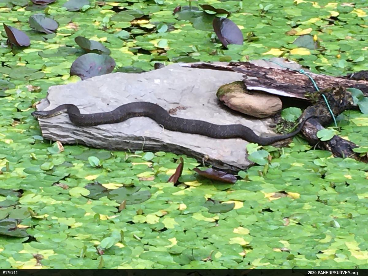 Northern Watersnake