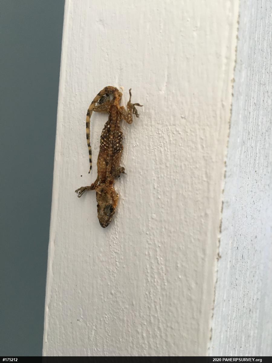 Mediterranean House Geckos