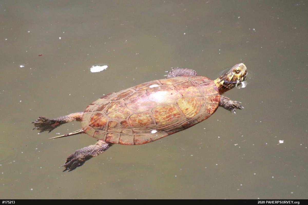 Midland Painted Turtle