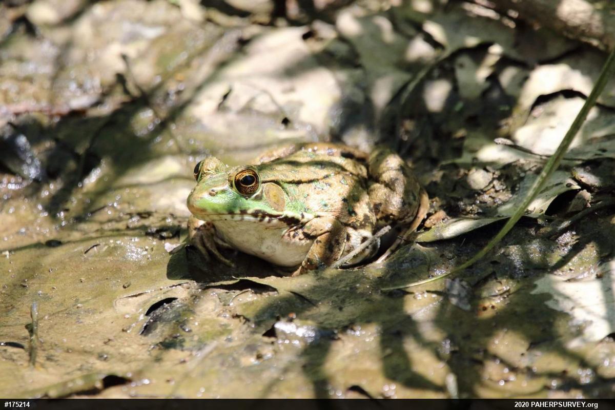 Green Frog