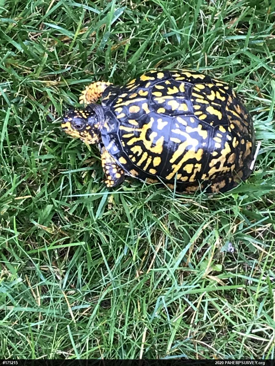Eastern Box Turtle