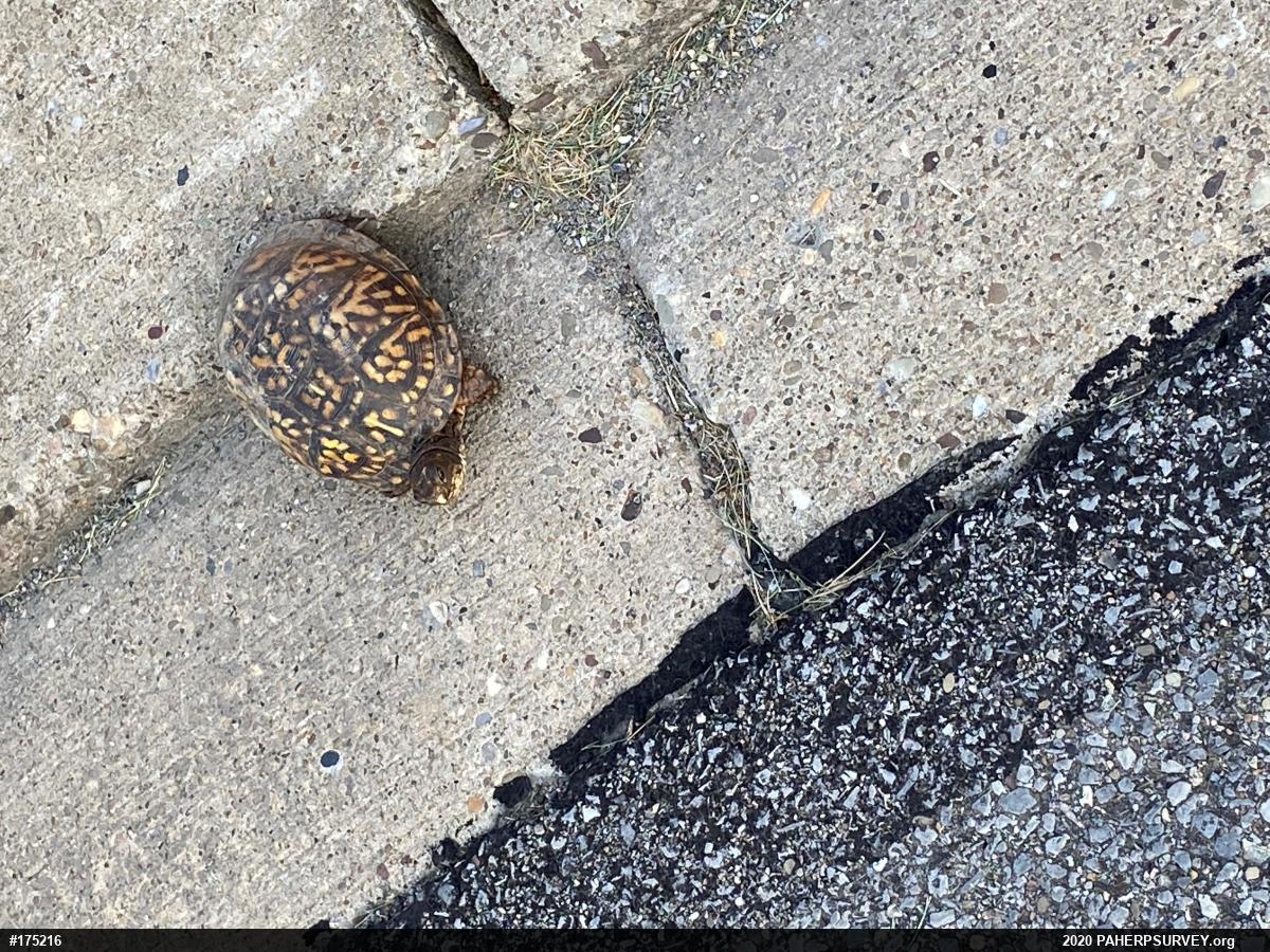 Eastern Box Turtle