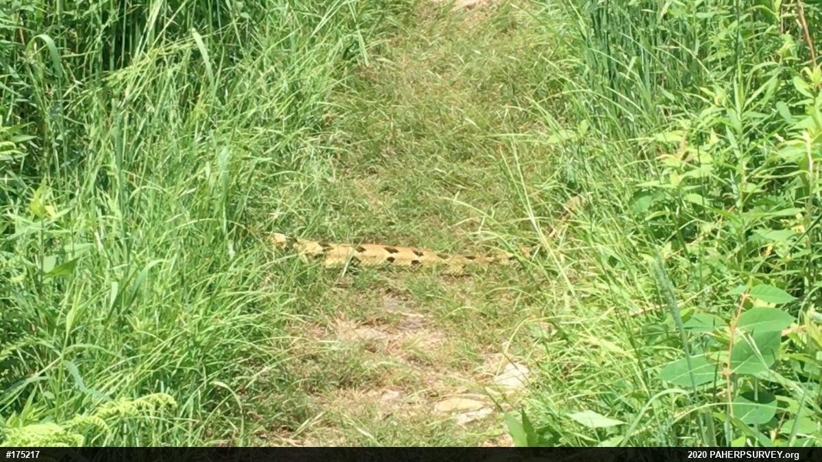 Timber Rattlesnake