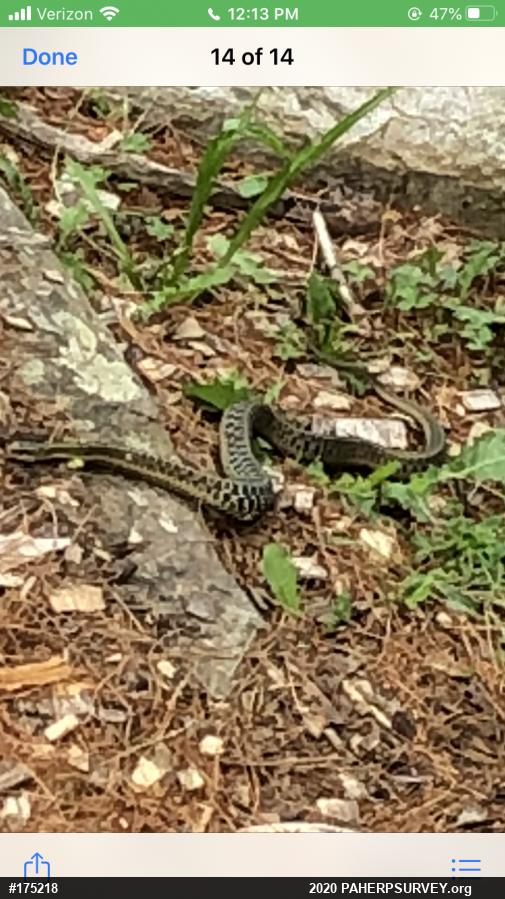 Eastern Gartersnake