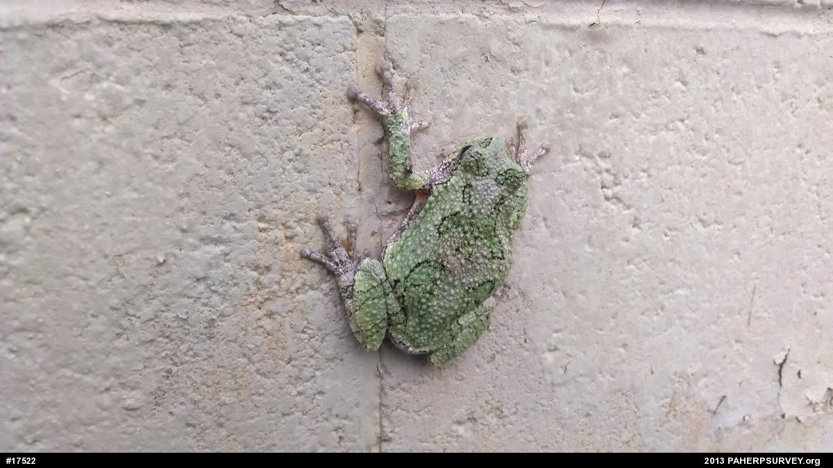 Unknown Gray Treefrog