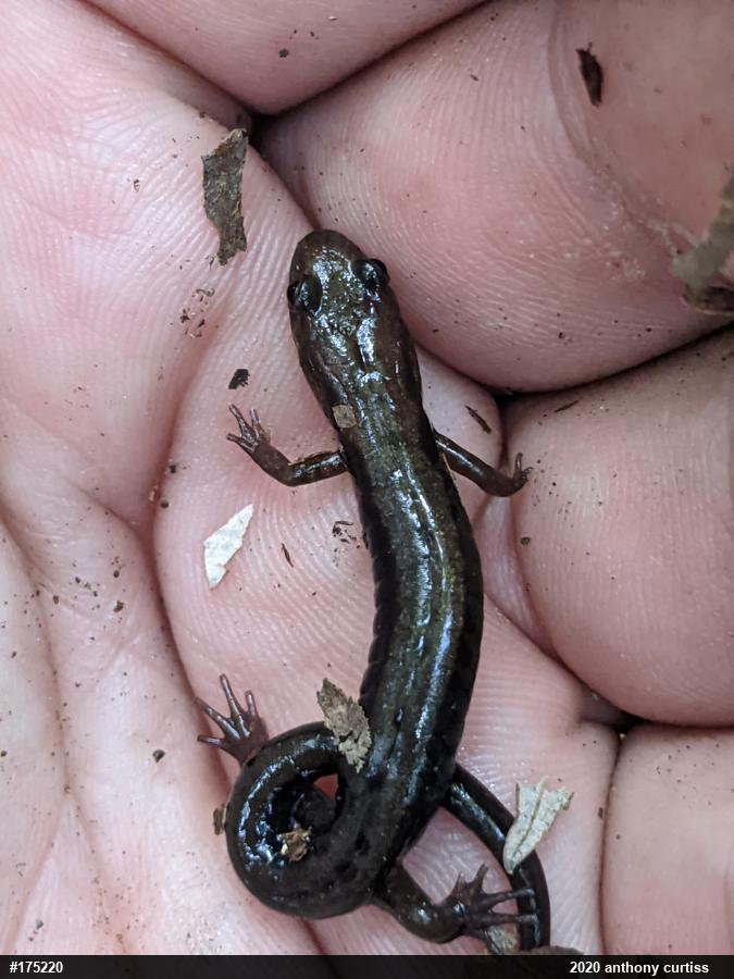 Allegheny Mountain Dusky Salamander