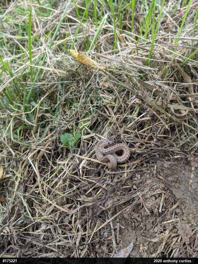 Dekay's Brownsnake
