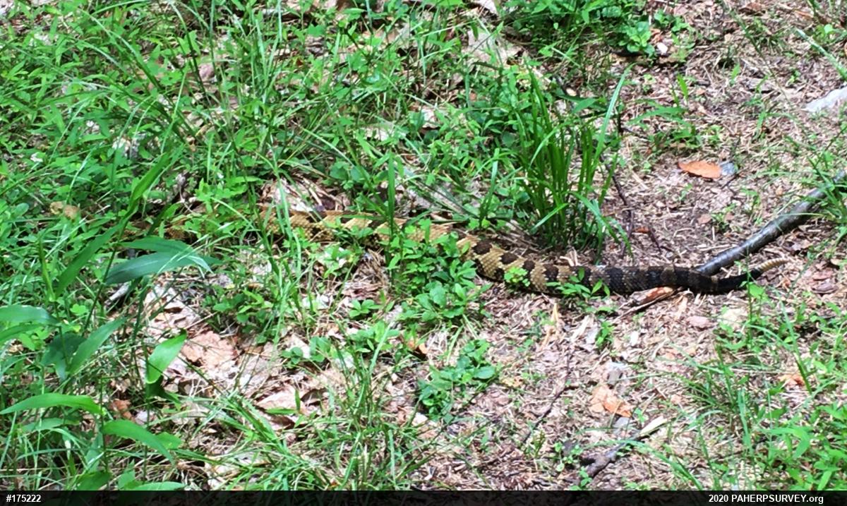 Timber Rattlesnake