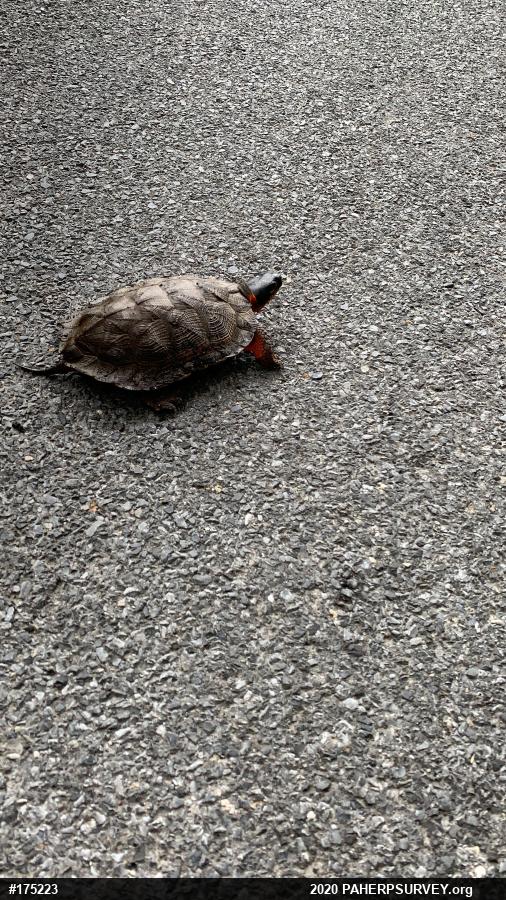 Wood Turtle
