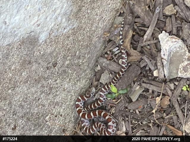 Eastern Milksnake