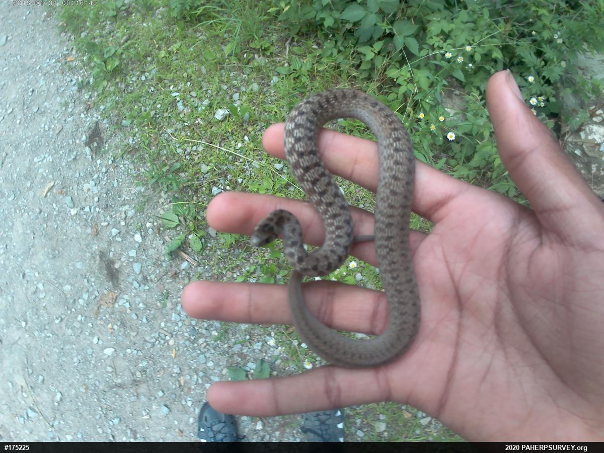 Dekay's Brownsnake