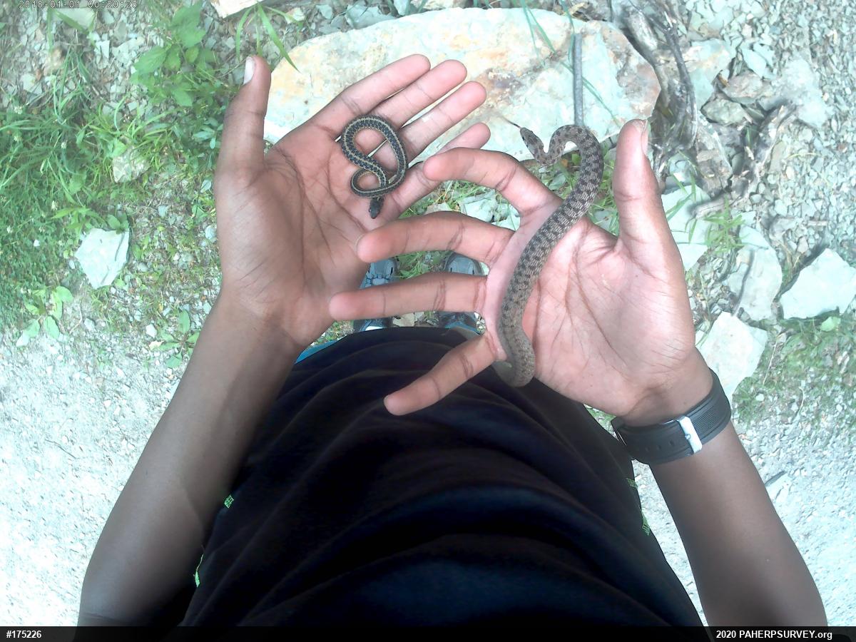 Eastern Gartersnake