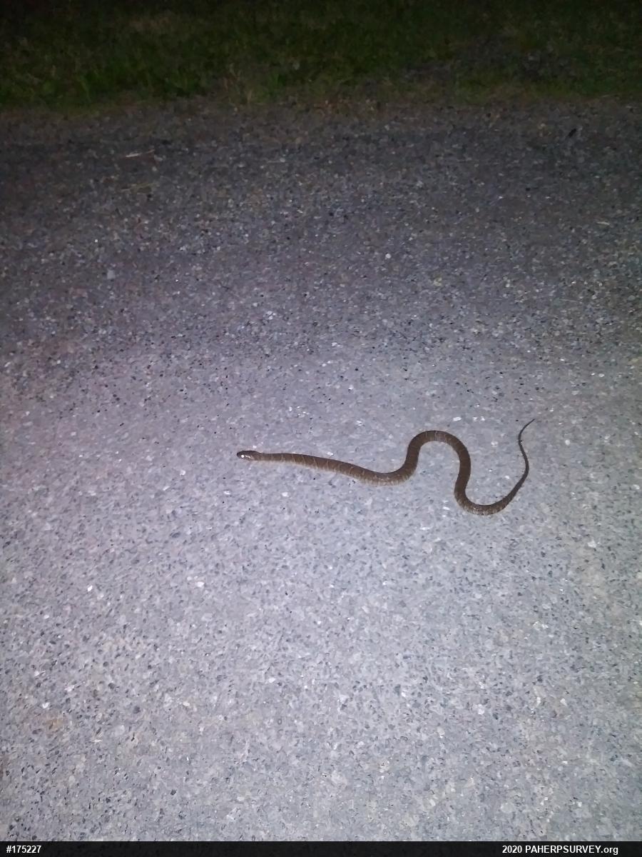 Northern Watersnake