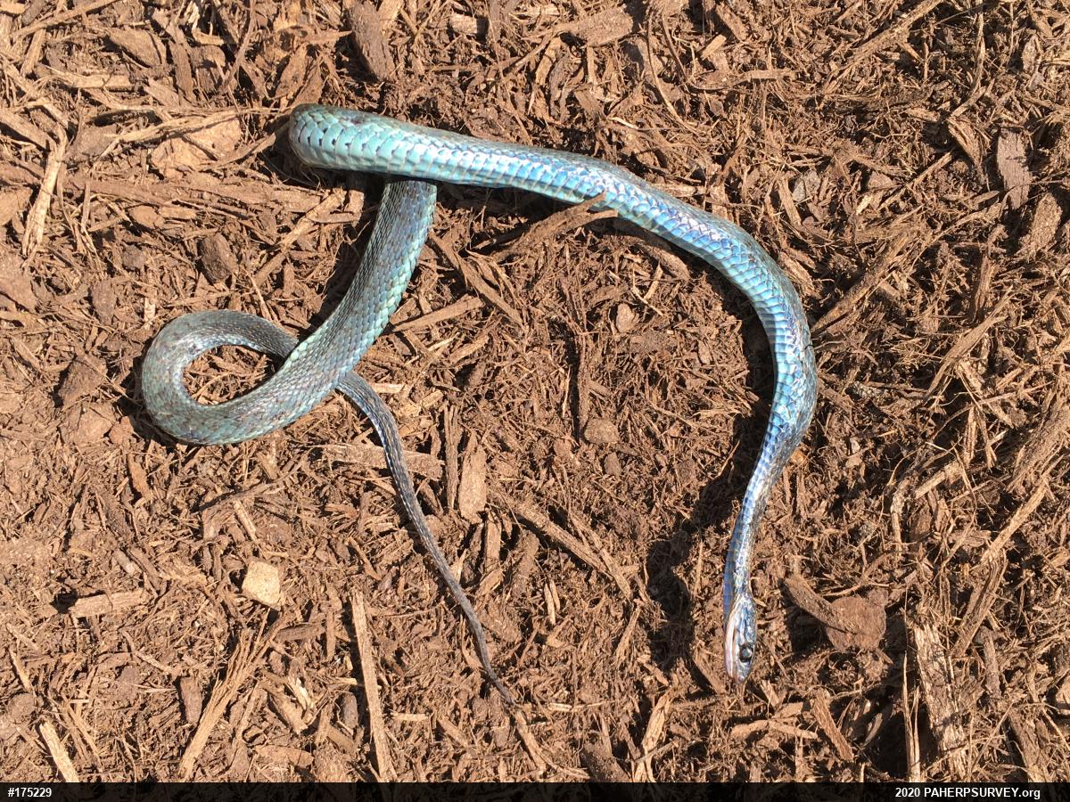Eastern Gartersnake