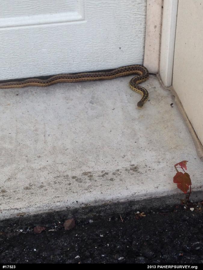 Eastern Gartersnake