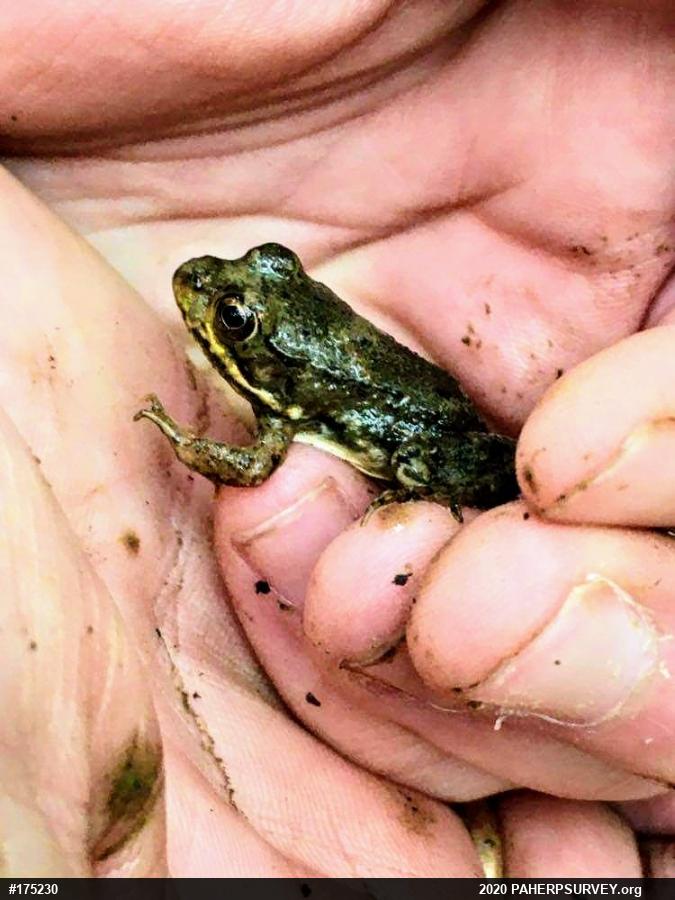 Green Frog