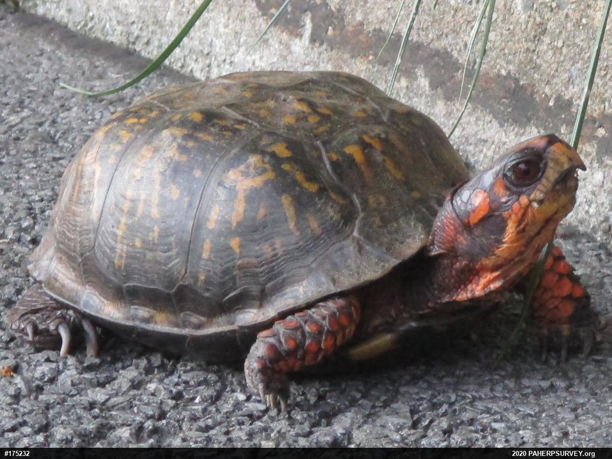 Eastern Box Turtle