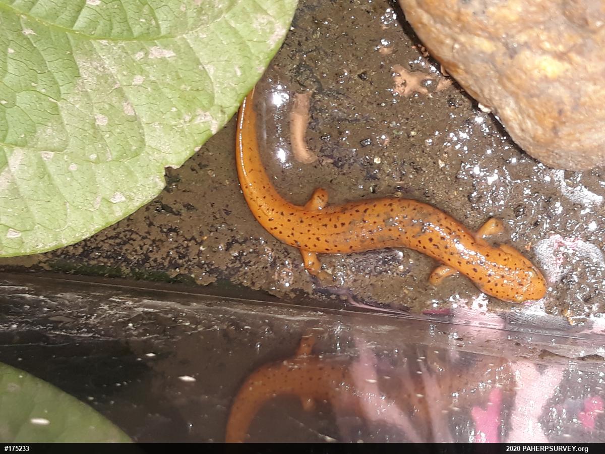 Northern Red Salamander