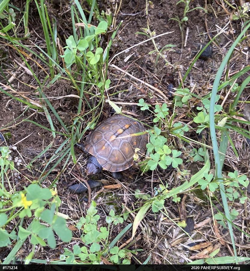 Eastern Box Turtle