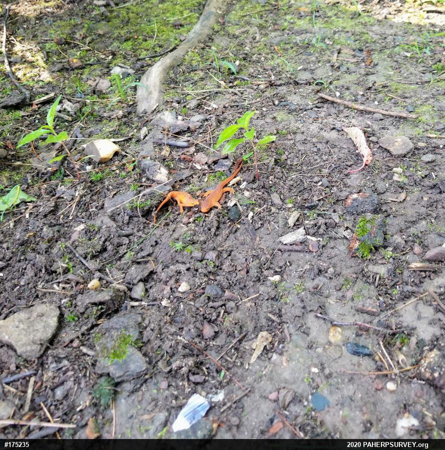 Red-spotted Newt