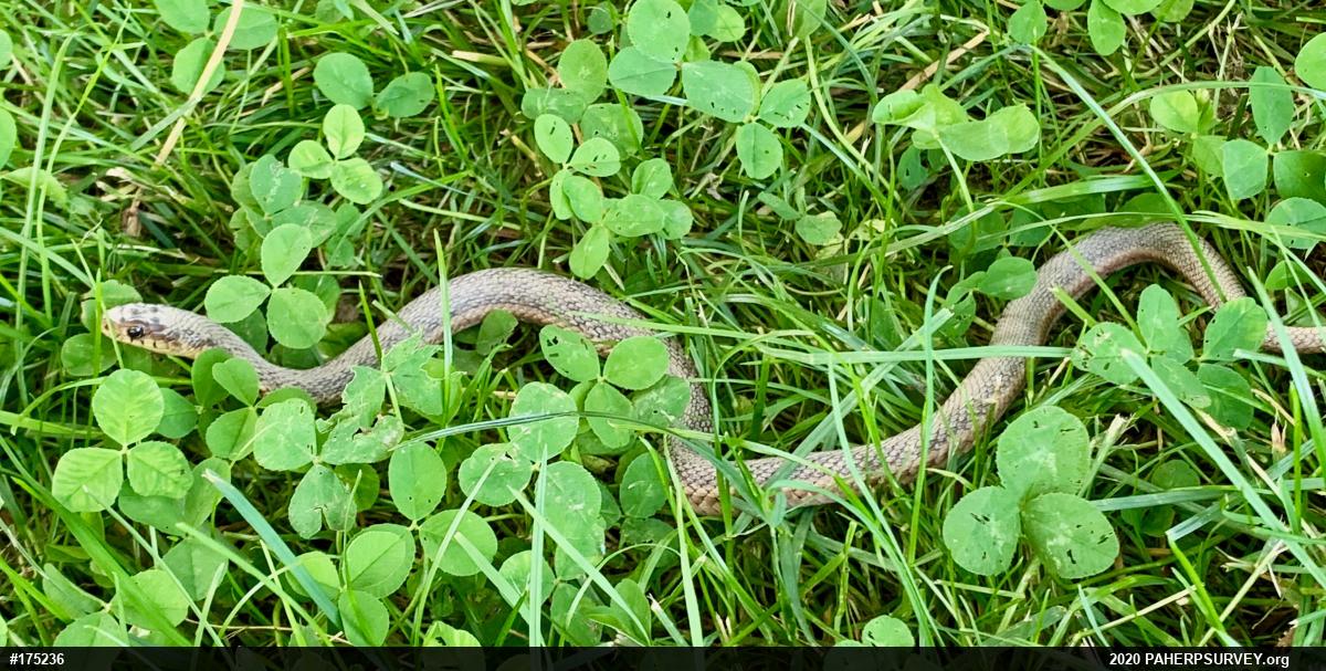 Eastern Gartersnake