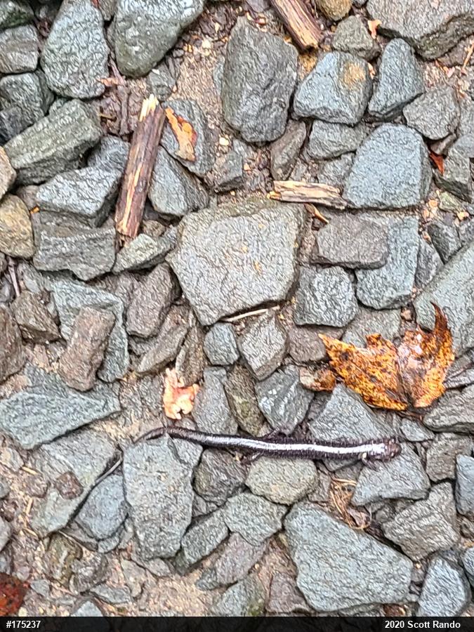 Eastern Red-backed  Salamander