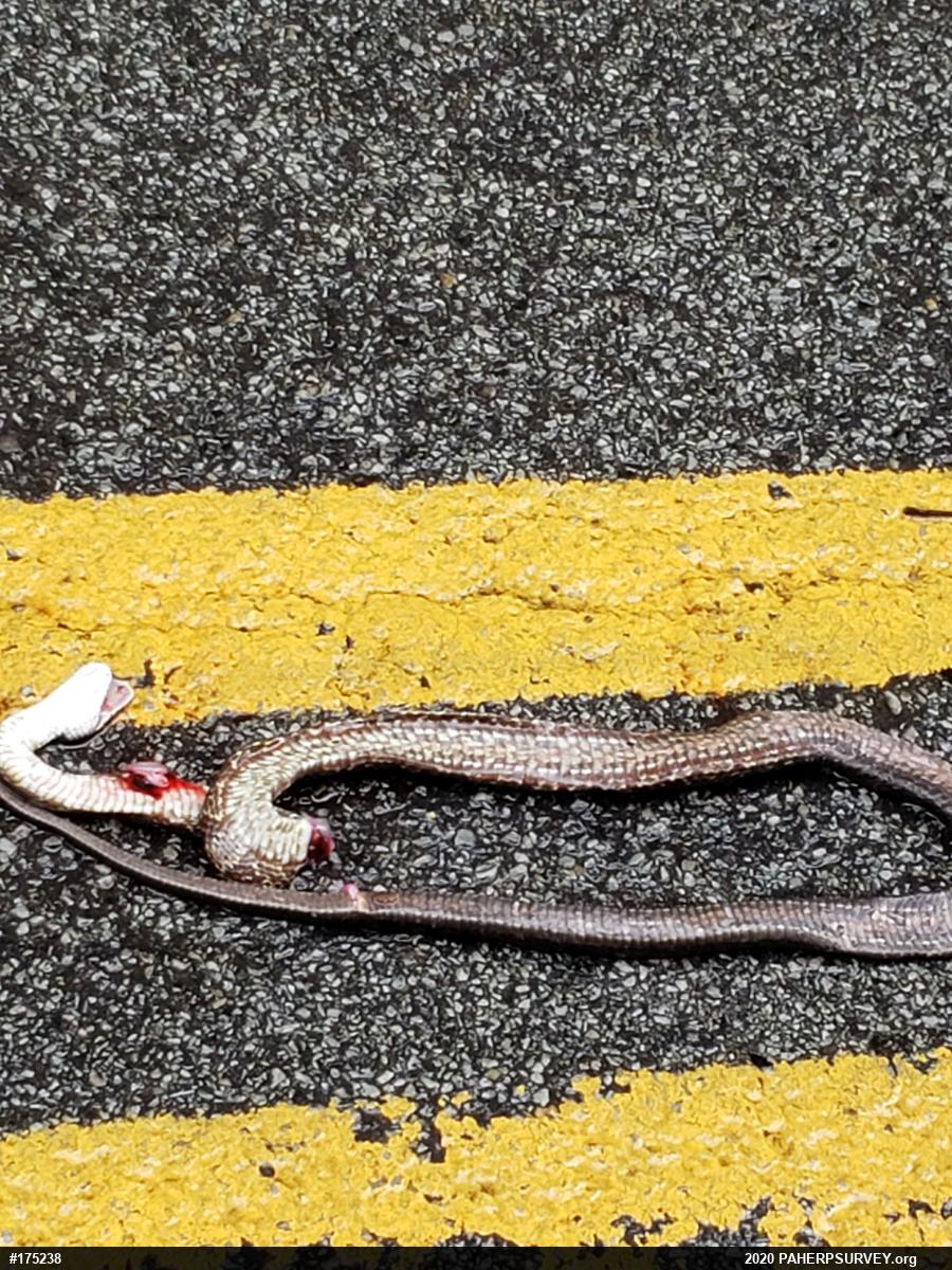 Eastern Ratsnake