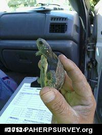 Eastern Box Turtle