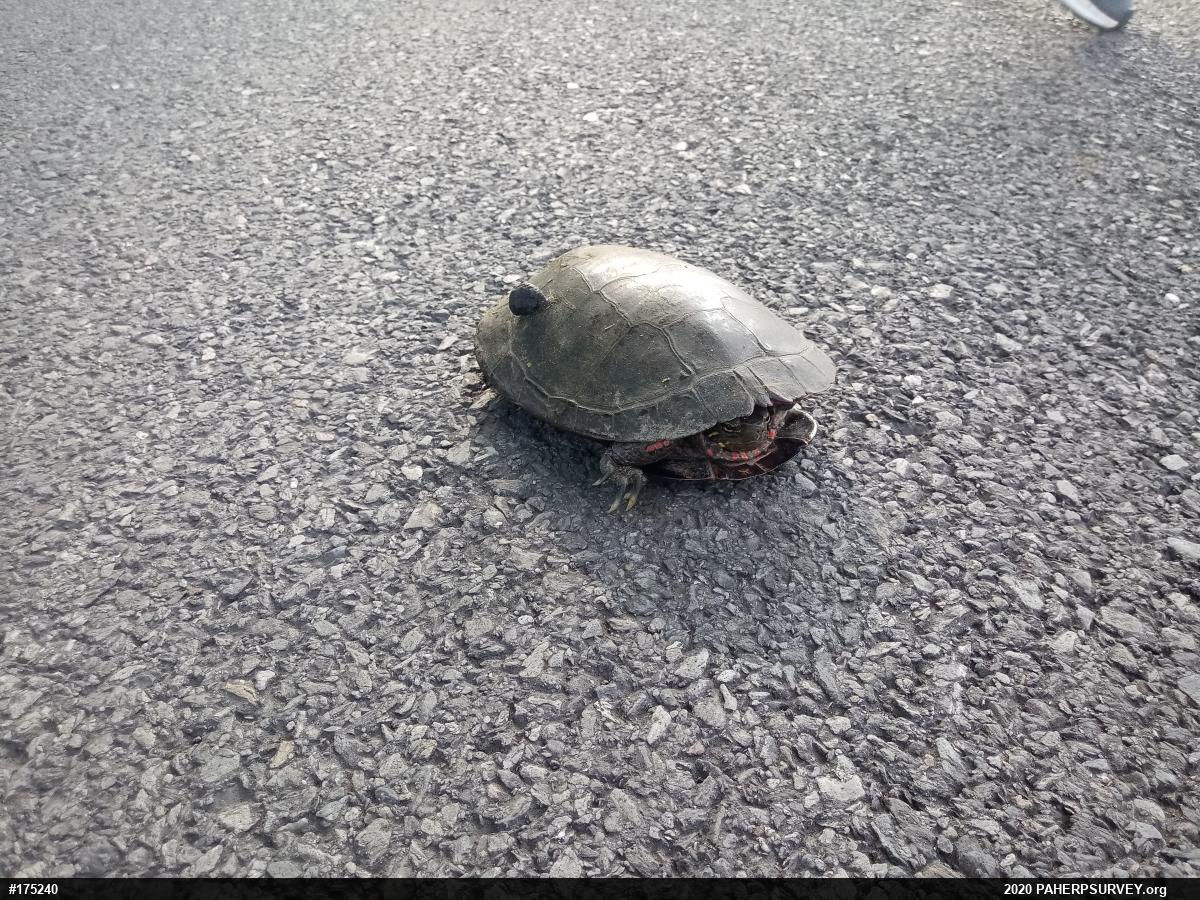 Painted Turtle