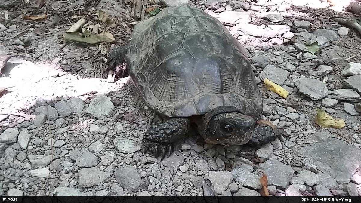 Wood Turtle