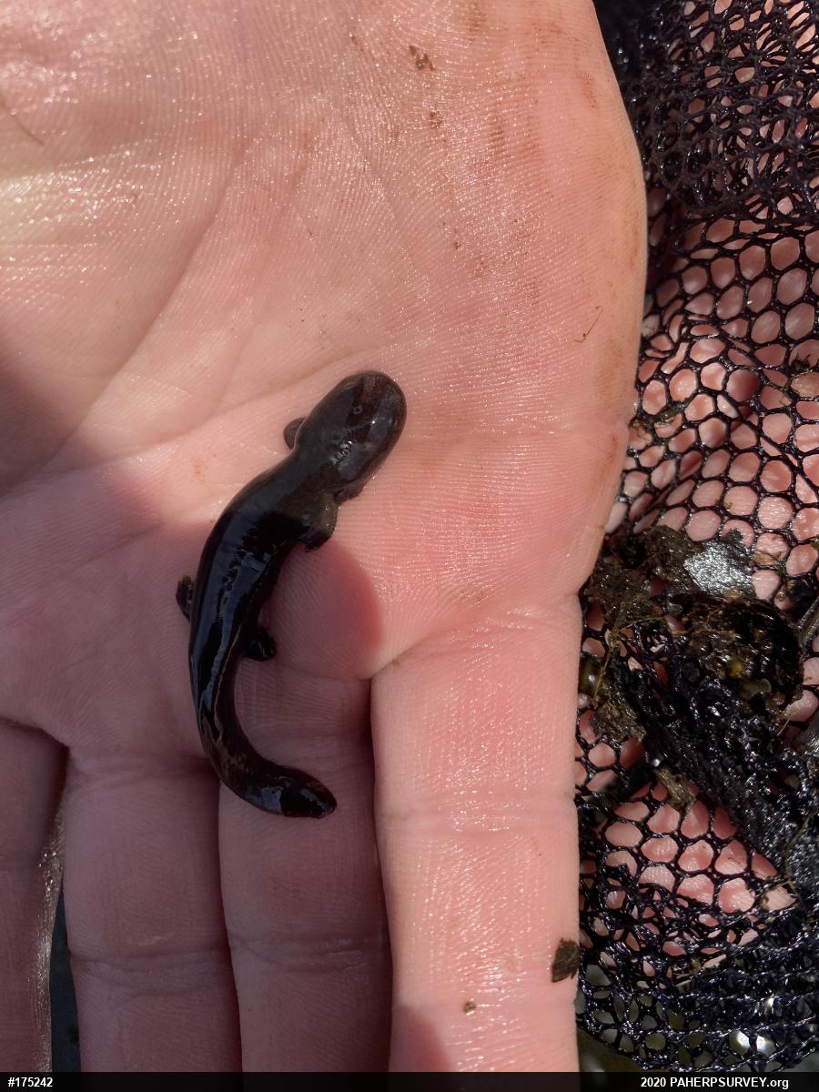 Eastern Hellbender