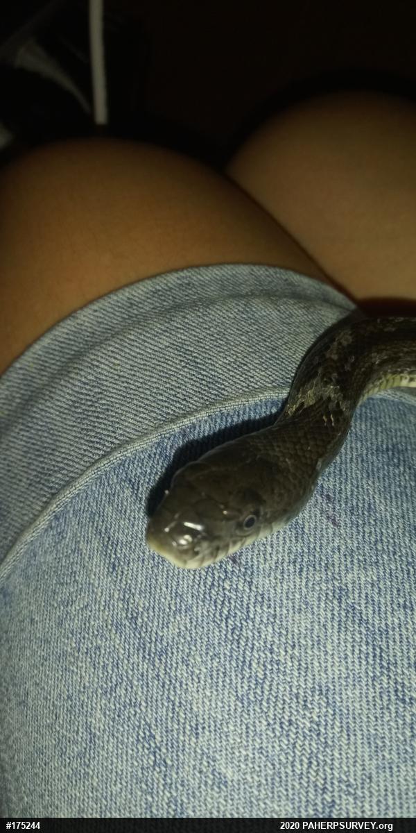 Eastern Ratsnake