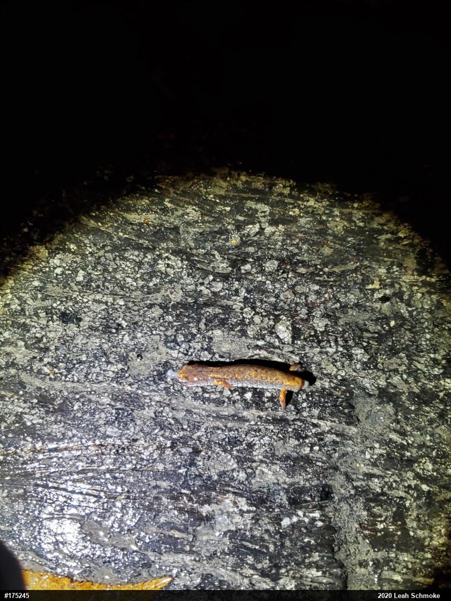 Four-toed Salamander