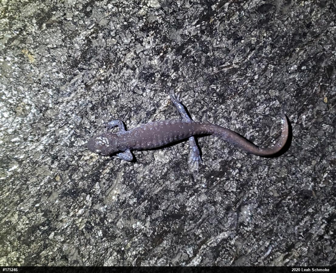 Jefferson Salamander