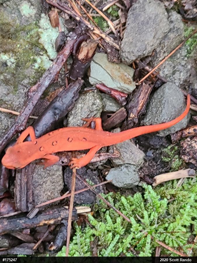 Red-spotted Newt