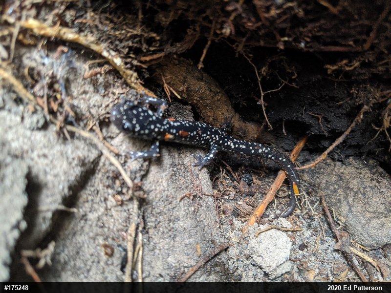 Northern Slimy Salamander