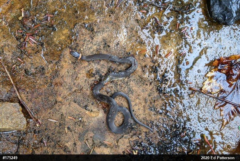 Northern Ring-necked Snake