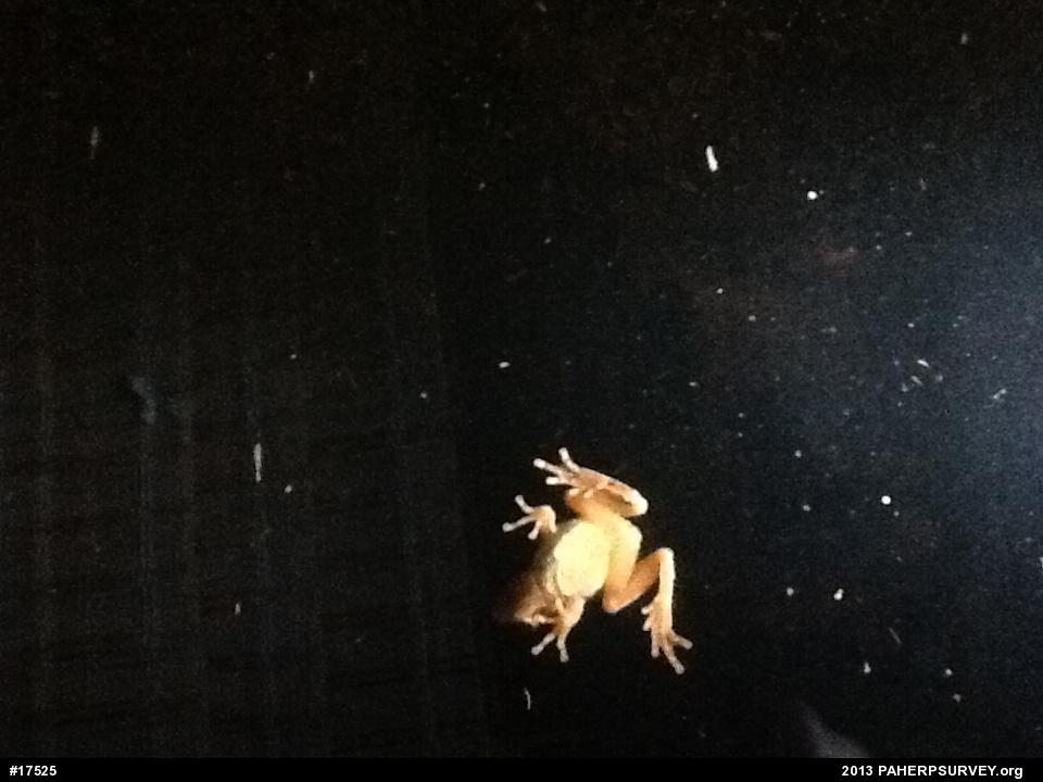 Spring Peeper