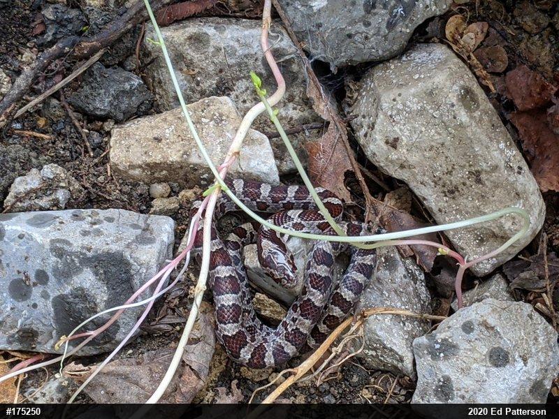 Eastern Milksnake
