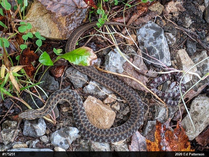Eastern Gartersnake