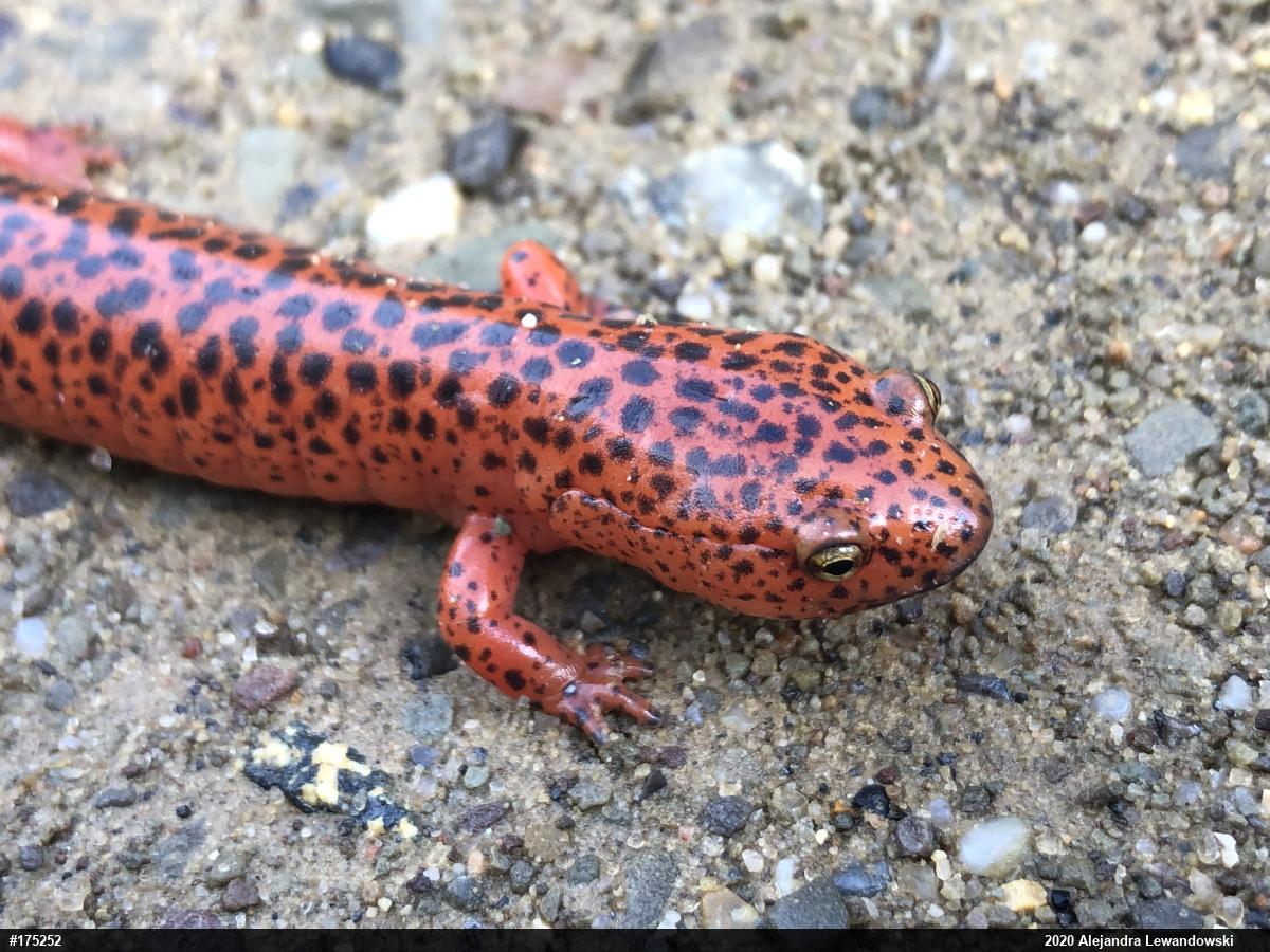 Northern Red Salamander