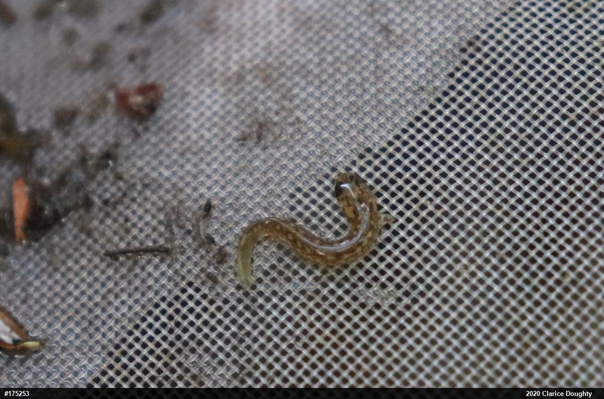 Northern Two-lined Salamander